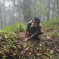 Tree Plantation Programme at Mangpoo – an initiative of West Bengal Khambu Rai Development Board