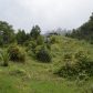 Photo Feature: Tree plantation at Bermek by WBKRDB