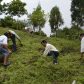 Photo Feature: Tree plantation at Bermek by WBKRDB