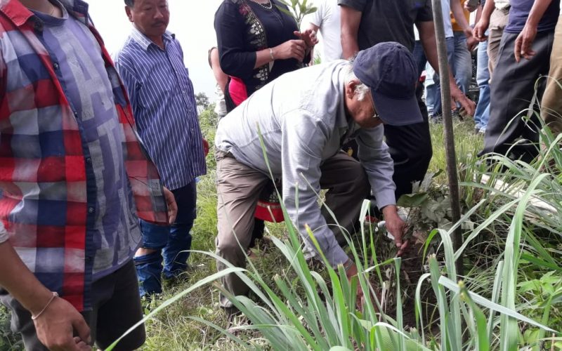 WBKRDB plants over 3000 saplings on World Environment Day