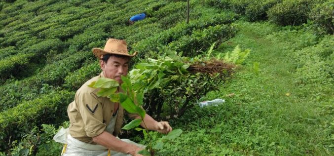 WBKRDB plants about 1000 tree saplings