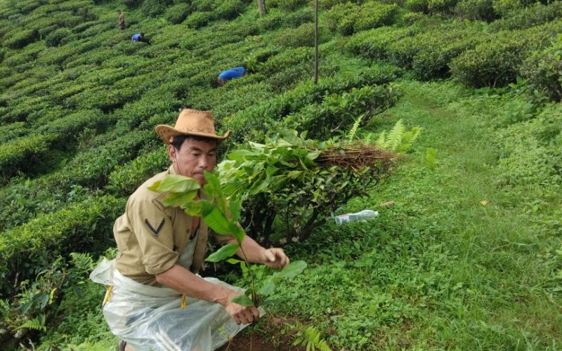 WBKRDB plants about 1000 tree saplings